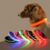 Nylon LED Safety Dog Leash